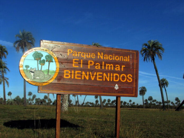 palmar