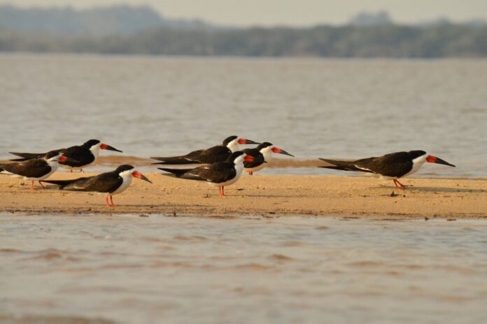 Rayadores-foto-Anibal-Noro