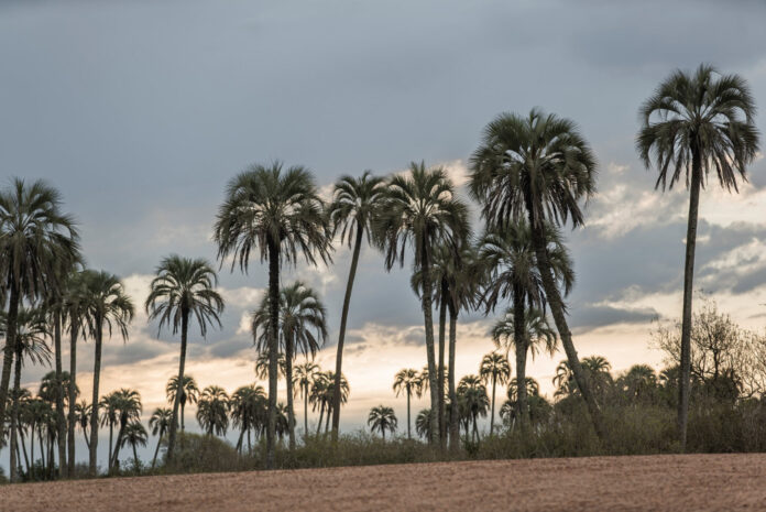 el pamar palmera