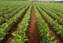 Entre Ríos: Cae el área de soja de primera, pero crece la de segunda