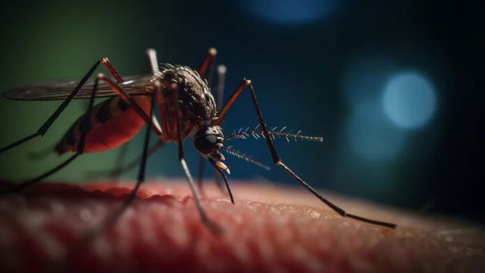 dengue