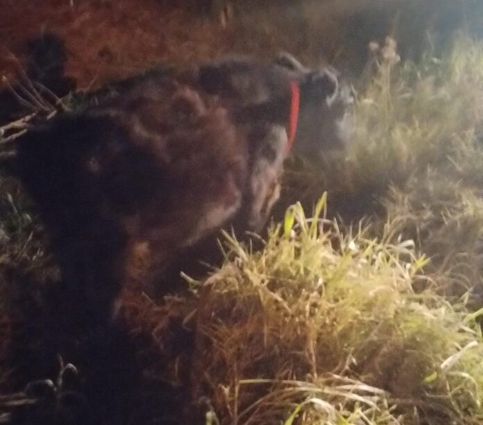 WhatsApp Image 2024-07-09 at 18.28.13