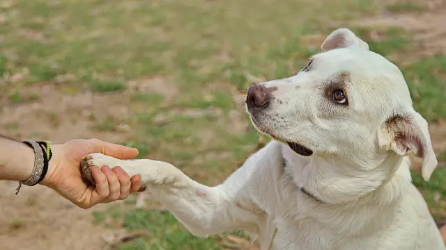 educador-canino.r_d.1928-1328