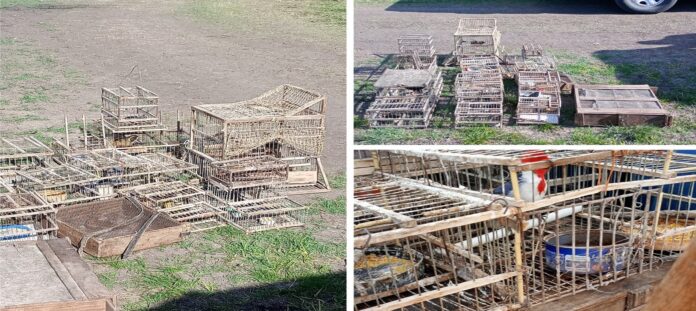 Foto fiscalización aves