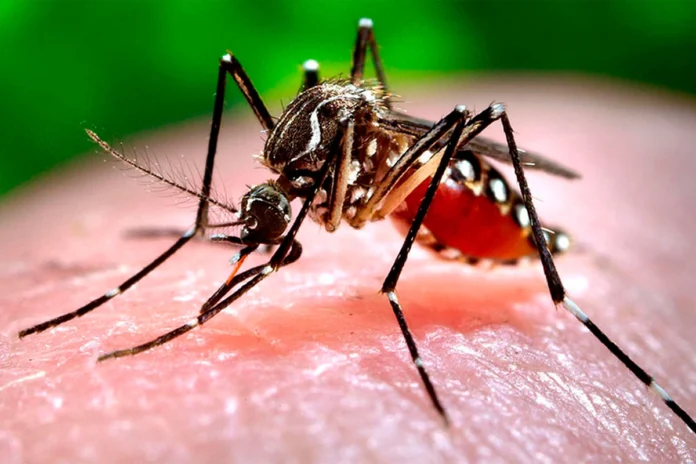 dengue