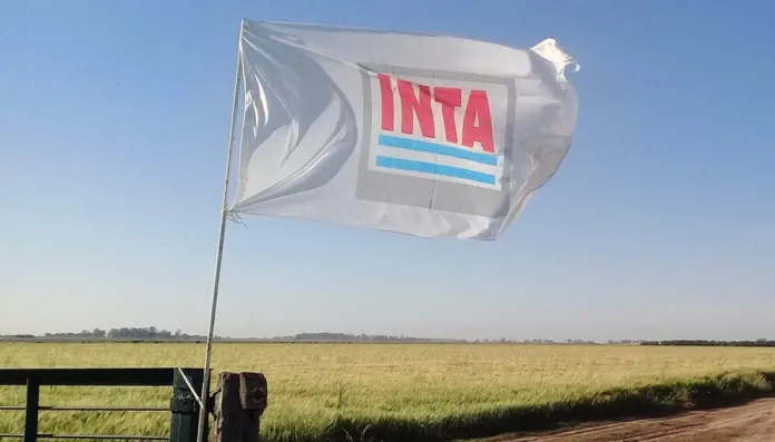 inta