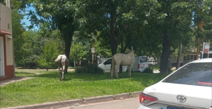 Imagen de WhatsApp 2024-12-12 a las 11.44.04_dbf369a9