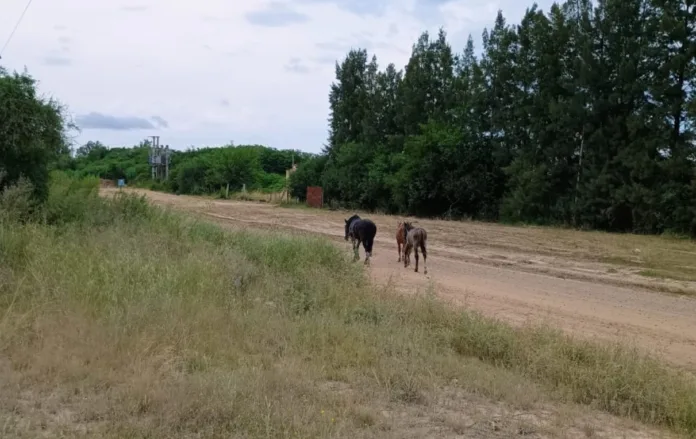 Imagen de WhatsApp 2024-12-13 a las 09.44.08_6c9753e2